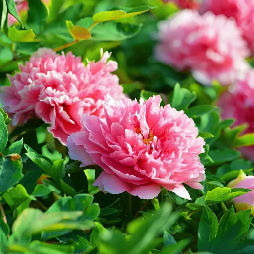 【十人专属】边玩边养老丨漫游洛阳，赏尽神州牡丹国色，观老君山云海翻腾，探寻千年古都魅力！ 商品图9