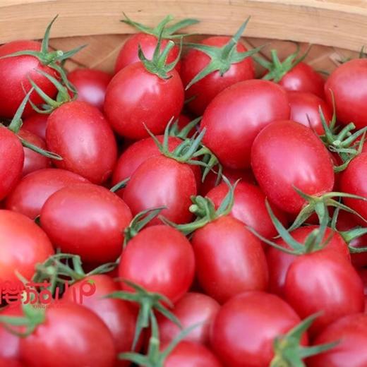 【分仓直发包邮】阳光沙地千禧圣女果2斤（中大果/大果随机发货）（大果一斤40个左右，中大果一斤50个左右） 商品图1