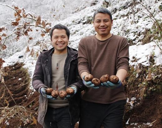 壹禾原林下仿野生种植新鲜乌天麻【基地直发】 商品图5