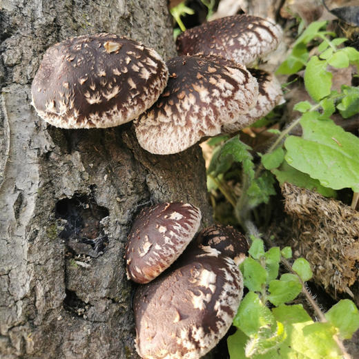 【秦岭野生干香菇500g】秦岭大巴山深处 自然生长日光晾晒 肉质肥厚细嫩 鲜香味美 商品图3