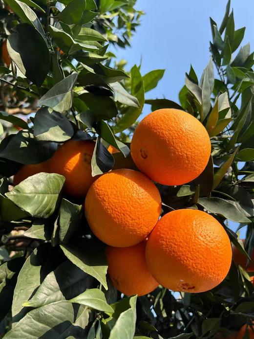 【保温发货】高山生态奉节脐橙，果皮中厚、脆而易剥，肉质细嫩化渣、无核少络，汁多爽口~ 基地直邮 商品图0