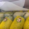 Sc蜜源18脆甜瓜 商品缩略图1