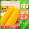 「10根装！甜黄糯玉米」溢田东北甜黄糯玉米10根单根真空装零食 商品缩略图0