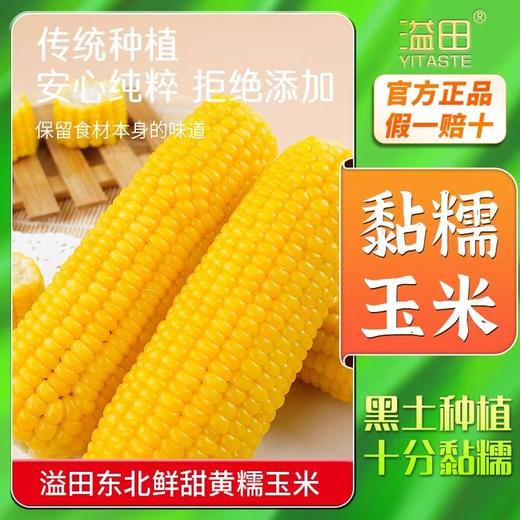 「10根装！甜黄糯玉米」溢田东北甜黄糯玉米10根单根真空装零食 商品图0
