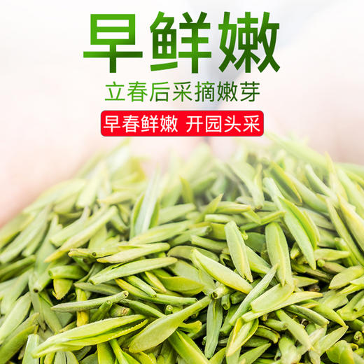 【2026年新茶】天府龙芽丨宜宾早茶 明前早春头采 特级 绿茶 50g 头采量少 商品图3