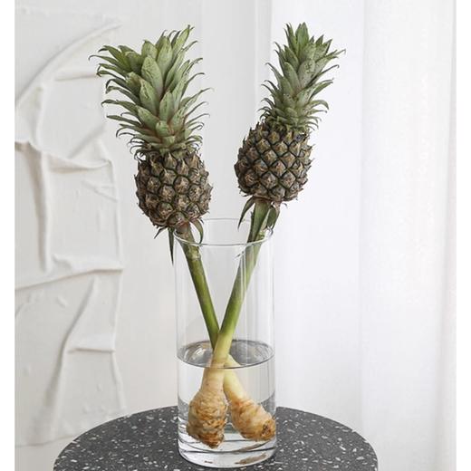 【动感光“菠”！水培凤梨】办公室新搭子，满屋果香新鲜可食用，这才是打工人想要的工位绿植,观赏性装饰水培菠萝送礼物L 商品图2