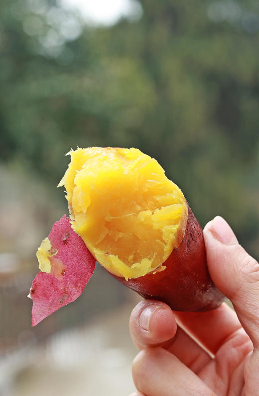 蒸煮烤都好吃【临安天目小香薯】临安地标农产品 宝宝辅食代餐粗粮 快手懒人早餐 甘甜又软糯 皮薄少筋 商品图1