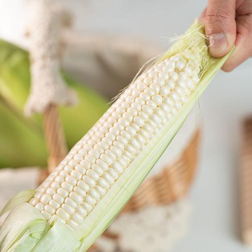 【顺丰包邮】冰糖牛奶水果玉米 可以生吃的玉米 3斤/4斤 家庭/彩箱装 商品图5