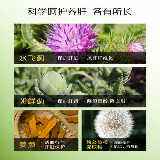 FLALIU水飞蓟养肝片双蓟养肝水飞蓟朝鲜蓟熬夜养肝原装进口 商品图3