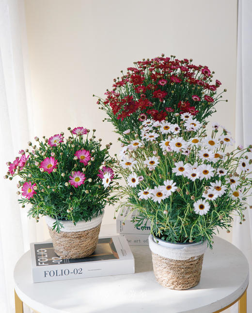 玛格丽特（颜色随机） 商品图0