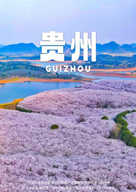 【春游贵州】 平坝樱花遇上百里杜鹃动车4天