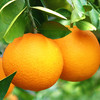 【满口爆汁❗️湖南麻阳冰糖橙】颗颗人工甄选，咬一口满嘴飙汁，果大皮薄，可食用率高，新鲜孕妇水果国产农家冰糖橙，节送礼佳品L 商品缩略图0
