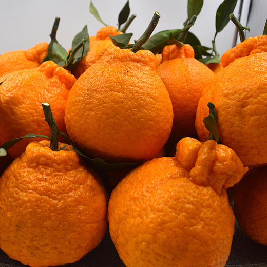 不知火丑柑 四川眉山特产 - 家庭装【水果】SXS 商品图4