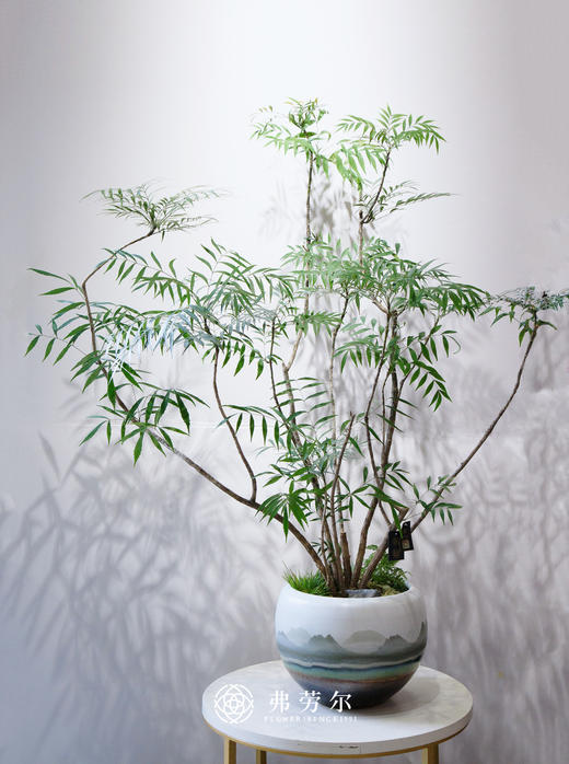 十大功劳 商品图0