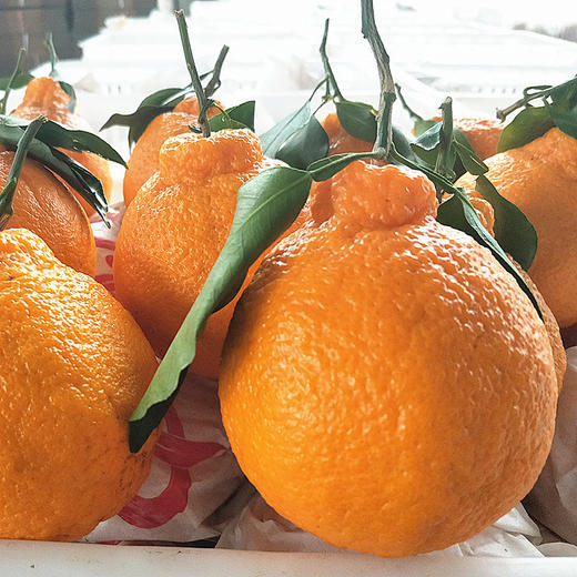 不知火丑柑 四川眉山特产 - 家庭装【水果】SXS 商品图1