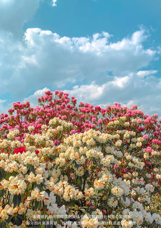 【春游贵州】 平坝樱花遇上百里杜鹃动车4天 商品图1