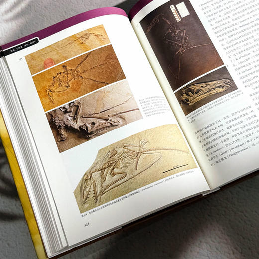 翼龙 自然史 演化 解剖学 史前生命丛书 科普读物 200幅精美插图 商品图12