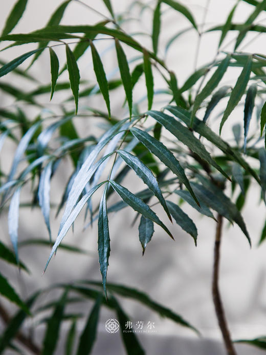 十大功劳 商品图1