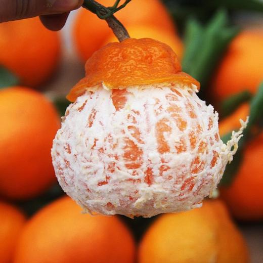 不知火丑柑 四川眉山特产 - 家庭装【水果】SXS 商品图2