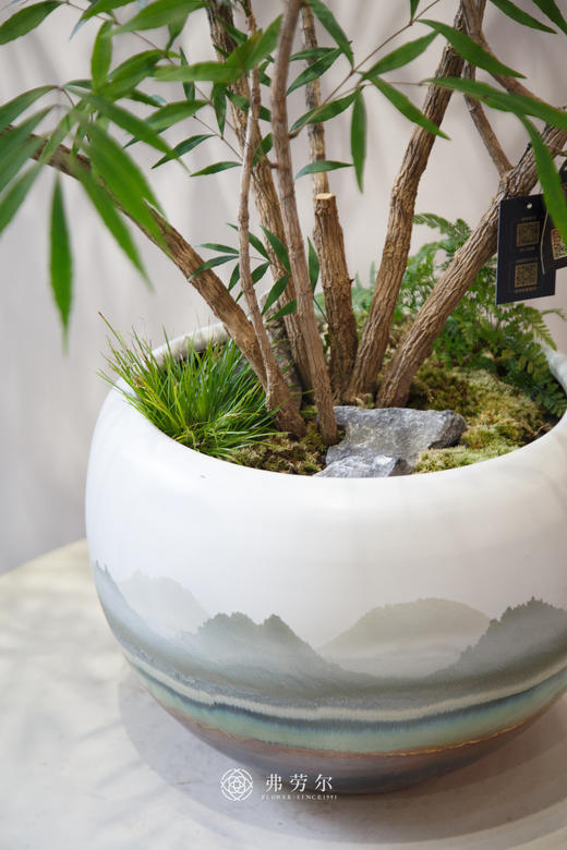 十大功劳 商品图2