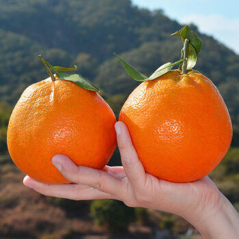 四川春见耙耙柑 - 泡沫彩箱装【水果】SXS 商品图0