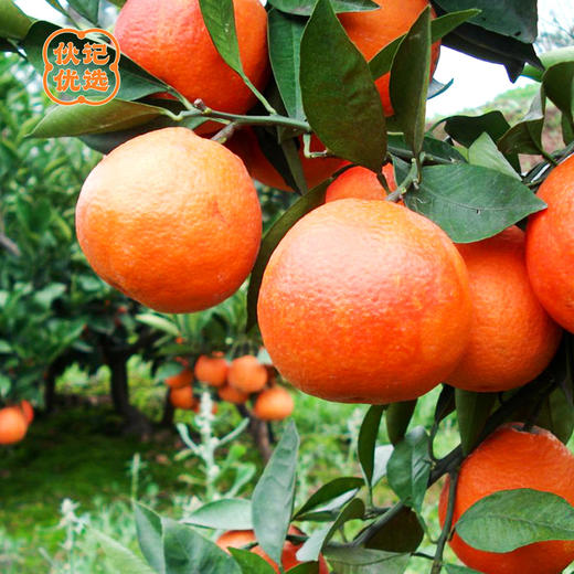 3月27日12点截单【宜宾血橙】伙记优选四川新鲜橙子 8斤家庭装  精品大果红橙子 富含丰富的花青素 当季新鲜水果 现摘现发 自然树上熟 不打药 商品图2