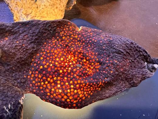 2008年药食同源  新会陈皮 2008东甲 250克起 商品图3