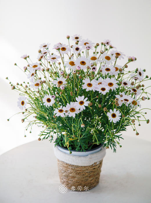 玛格丽特（颜色随机） 商品图2