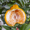 不知火丑柑 四川眉山特产 - 家庭装【水果】SXS 商品缩略图0