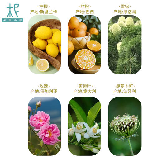 平衡小柅 7号 香照生木 纯精油 5ml   肝胆淋巴养护  闻嗅/扩香 调油 商品图2