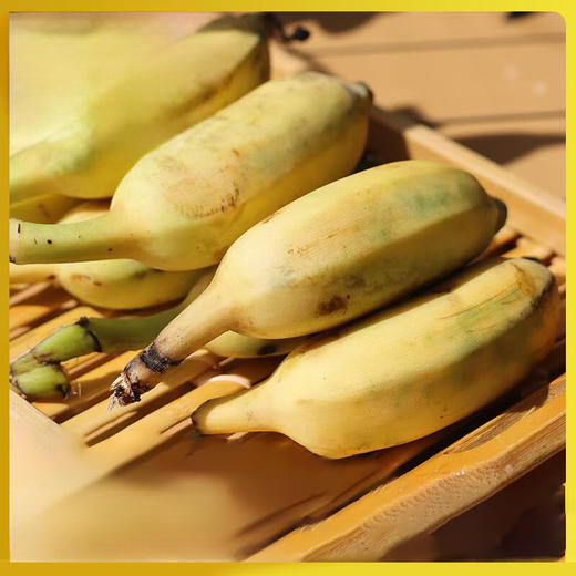 【分仓直发包邮】海南三亚野生土芭蕉5斤礼盒装 商品图1