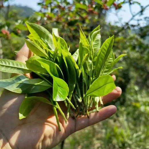 【2025春茶】吉顺号特制甲沱南糯山古树春茶100克*5沱笋壳包装 商品图1