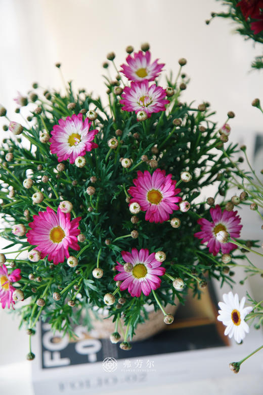 玛格丽特（颜色随机） 商品图3