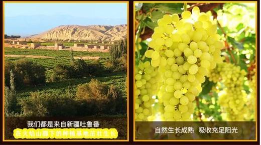 新疆树上黄葡萄干AWJM 商品图2