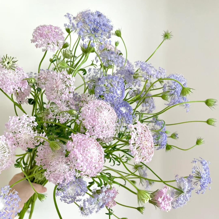 【跳动的精灵】粉色翠珠5支+紫色翠珠5支/份