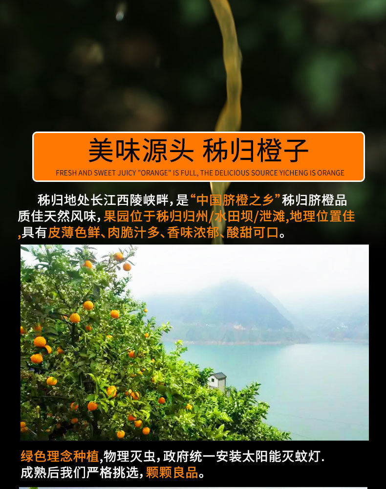 宜橙秭归夏橙绿皮新_05.jpg