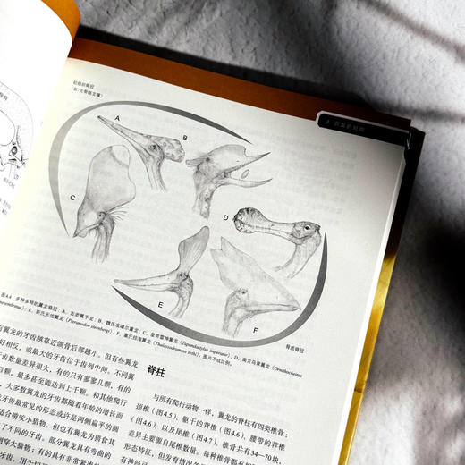 翼龙 自然史 演化 解剖学 史前生命丛书 科普读物 200幅精美插图 商品图9