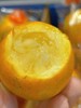 脆皮 甜金柑 超大果 【单斤】 商品缩略图0