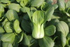 [专业种子] “好菜”青菜种子 商品缩略图0