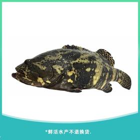 老虎斑 约650g/份