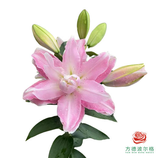 重瓣百合-萨博 5枝一扎 商品图0