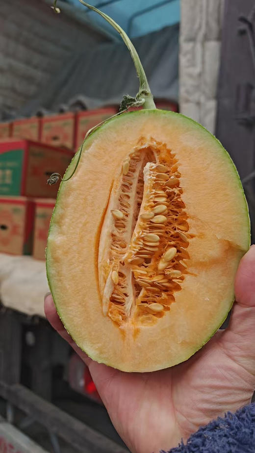 海南哈密瓜，皮薄，香甜，越吃越快乐！净7斤，三粒装 商品图1
