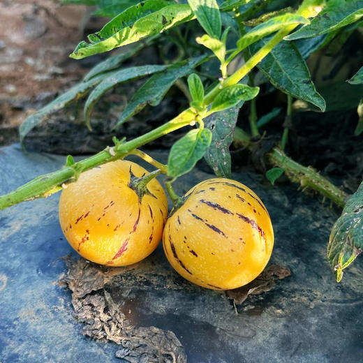 云南树上熟人参果，自然成熟，清甜爽口，汁水充沛~ 商品图4