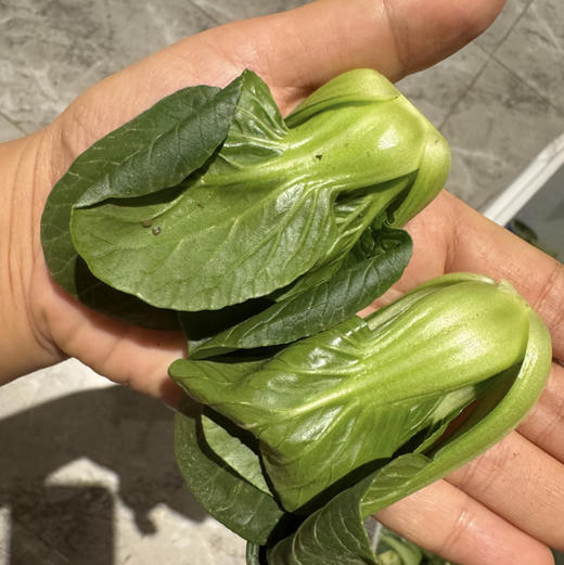 云南高原矮脚上海青，爽口鲜嫩，营养丰富，2斤/袋 商品图0