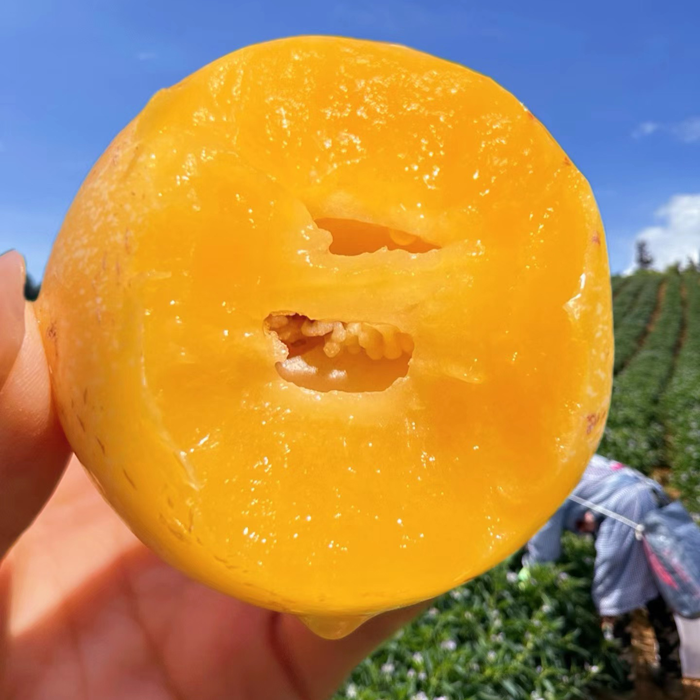 云南树上熟人参果，自然成熟，清甜爽口，汁水充沛~