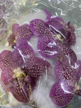 兰花 | 胡姬玫粉 [轻微损伤色差瑕疵不售后」