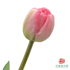 【重瓣郁金香】 白桃奶酪 10枝一扎