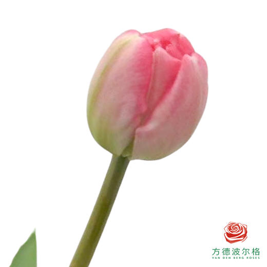 【重瓣郁金香】 白桃奶酪 10枝一扎 商品图0