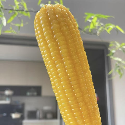 东北甜糯玉米！有机种植！人工采摘！糯、香、甜，越嚼越香！秒杀其他地区品质，无添加、无色素、无防腐，所有玉米都经过8层工序精挑细选，10根/箱 商品图0