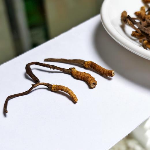 野生冬虫夏草断草（约15g/瓶） 商品图2